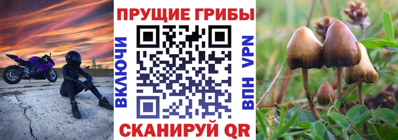 Галлюциногенные грибы Cubensis  ссылка на мегу   Эртиль 